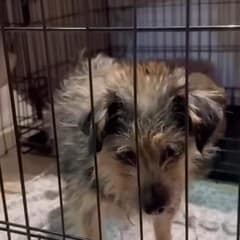 The Nine-Pound Dog Who Would Not Quit