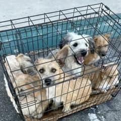 Woman Finds Seven Neglected Dogs Trapped In A Tiny Cage And Knows She Cannot Leave Them