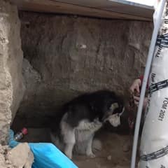Pregnant Husky Abandoned At Construction Site Led Rescuers To The Secret She Was Protecting