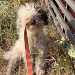 She Crossed the Street for One Scruffy Dog and Found Eight Hearts Waiting