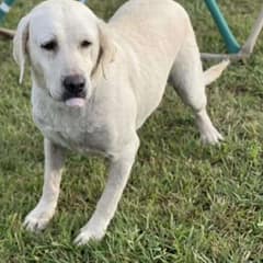 She Said Yes to One Sad Lab, and Her Sister Found the Way Home