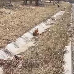 The Little Dog Who Trembled in the Dirt and Then Found a Forever Home