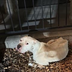 Dojo Was Too Tired To Stand, Until Love Found Him Under A Sign