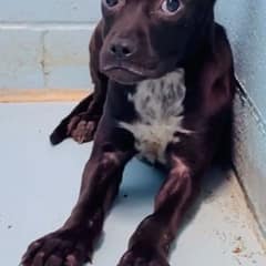 The Puppy Who Shook at Kind Hands Until Patience Stayed