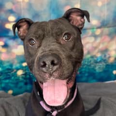 The Sweet Boy Who Waited By The Kennel Door Until Love Came