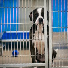 The Big Shelter Dog Who Never Stopped Asking to Be Seen