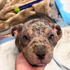 Tiny Gloria Melted In The Bath After A Foster Mom Finally Made Her Feel Safe