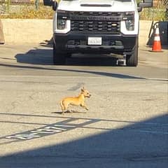 The Little Dog Who Hid Between Cars Until Love Refused to Leave