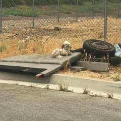 Three Little Dogs Hid in a Tire Until Kindness Stopped