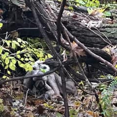 He Could Not Walk Out of the Woods, So Love Carried Him