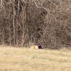 The Purple Bucket Hid His Face, but Love Refused to Look Away