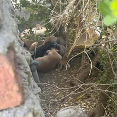She Would Not Leave Her Babies, Even When The Wind Grew Cruel
