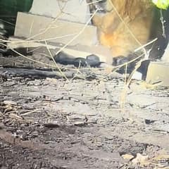 Frightened Mama Dog Hid Beneath A Texas Home With The Tiny Babies She Was Fighting To Save