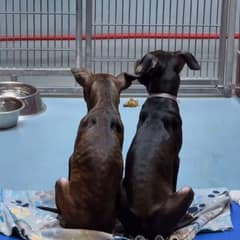 Two Puppy Brothers Reached Through the Bars Before Hope Ran Out