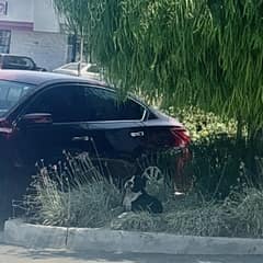 The Tired Stray Who Wagged His Tail the Moment Help Arrived