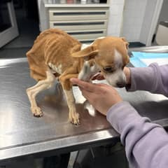 Tiny Puppy Dragged Herself Down a Bronx Hallway, Hoping Someone Would See Her
