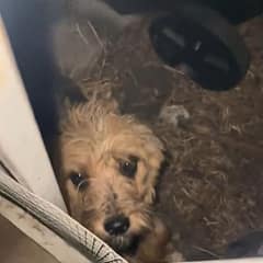 A Tiny Dog Waited at Her Gate, Hoping One Kind Heart Would Hear Her