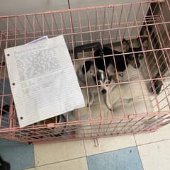 Two Tiny Chihuahuas Clung Together Beside a Note Filled With Love