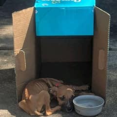 Strange Sounds From a Dumpster Led One Woman to a Tiny Puppy Fighting to Live