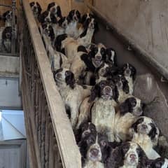 Eighty-Four Spaniels Waited in the Quiet, and Sprite Learned She Could Trust Again