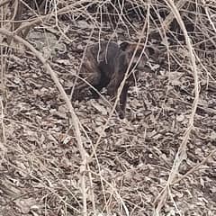 Tiny Joey Hid Beneath the Trees Until a Circle of Kindness Found Him