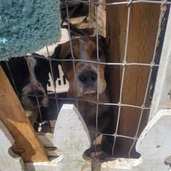 Six Dogs Waited in a Forgotten Yard Until One Woman Refused to Look Away