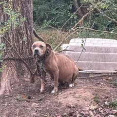 Pregnant Hope Was Chained to a Tree, but Her Rescue Came Just in Time