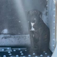 Myrtle Clung To A Bridge Ledge For 12 Hours, Waiting For Gentle Hands To Bring Her Home