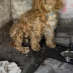 The Little Dog Beneath The Street Was Too Afraid To Be Rescued
