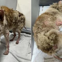 This Senior Husky Arrived With Almost No Fur. Love Grew It Back.