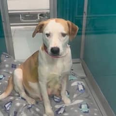 Thirty Minutes From Goodbye, A Pregnant Shelter Dog Found Safety For Her 11 Babies