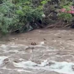 Morocho Fought the River for Six Hours, Then a Familiar Voice Called Him Home