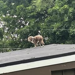 Thin and Trembling on a Rooftop, Fiddler Waited for Someone to See Him