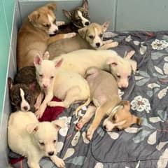 A 2.4-Pound Puppy Climbed Toward Hope—and Saved His Whole Family