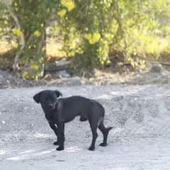 They Searched the Desert for One Dog, but Tiny Prince Needed Them Most