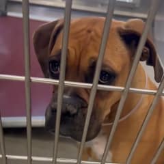 Ginger’s Last Day Out Became the First Day of Her New Life