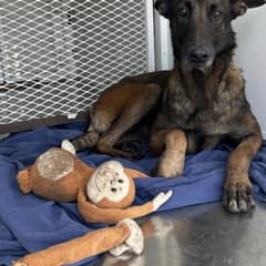 Abandoned Beside A Park, Monkey Would Not Leave Her Little Stuffed Friend