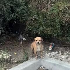 The Little Dog Who Waited in the Bushes With His Whole Life Beside Him