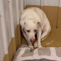 Mable Once Shook at Every Touch, but Patient Love Helped Her Feel Safe