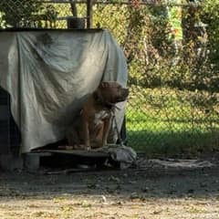 Boyer Could Barely Reach His Shelter, Yet He Greeted His Rescuers With Kisses