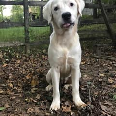 The Frightened Shelter Dog Who Became Her New Mom’s Quiet Strength