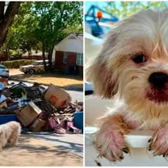 Tiny Treasure Waited Beside the Trash for a Family Who Never Came Back