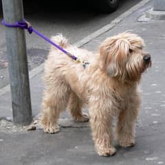A Thin Little Dog Was Tied to a Brooklyn Fence—Then She Gave a Stranger a Kiss