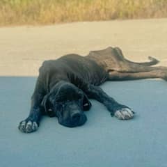 Too Weak to Walk, She Still Wagged Her Tail for the Woman Who Stopped