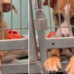 Barbie Reached Through Her Kennel Bars And Asked The World To Stay