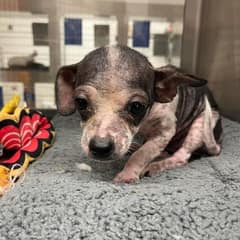 Sick Little Puppy Kept Waiting for Love, Then His Whole World Changed