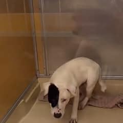 Ace Waited More Than a Year to Be Seen. A Storm Finally Slowed Someone Down.