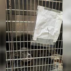 Abandoned Without Even a Name, Minerva Waited Outside the Shelter With Tears in Her Eyes