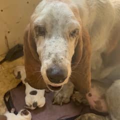 A Frightened Mama Hid Her Babies From the Storm—Then Love Changed Everything
