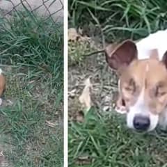 Blind and Abandoned, Three Waited by a Fence Until Someone Came to Save Her
